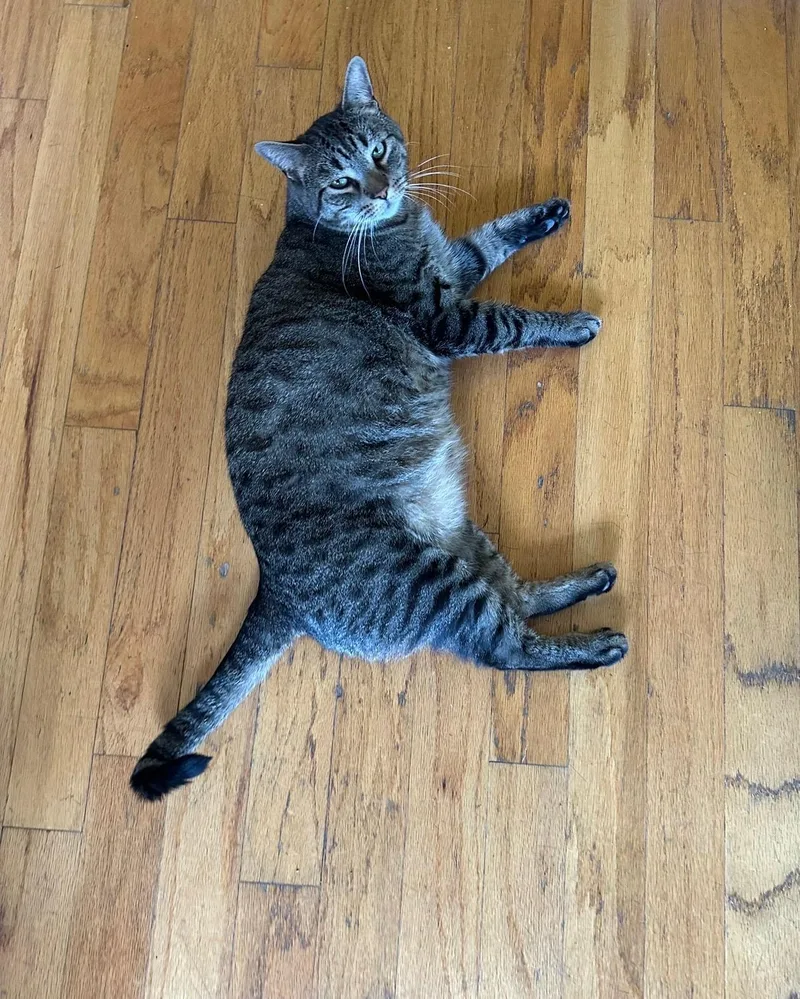 An adult large-sized male Tabby (Brown / Chocolate) Domestic Short Hair cat named Archie Bunker for adoption in Totowa, NJ