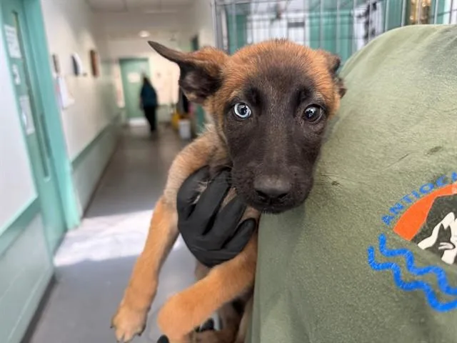 A baby small-sized female German Shepherd Dog dog named Checkers for adoption in Antioch, CA