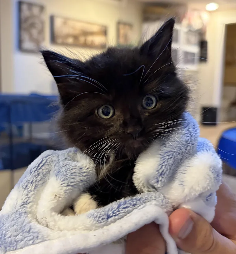 A baby medium-sized female Black & White / Tuxedo Domestic Long Hair cat named Daisy for adoption in Allentown, NJ