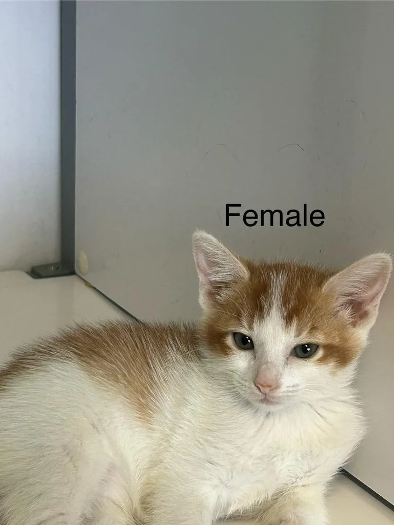 A baby medium-sized female Domestic Short Hair cat named Dorthy for adoption in Holbrook, AZ