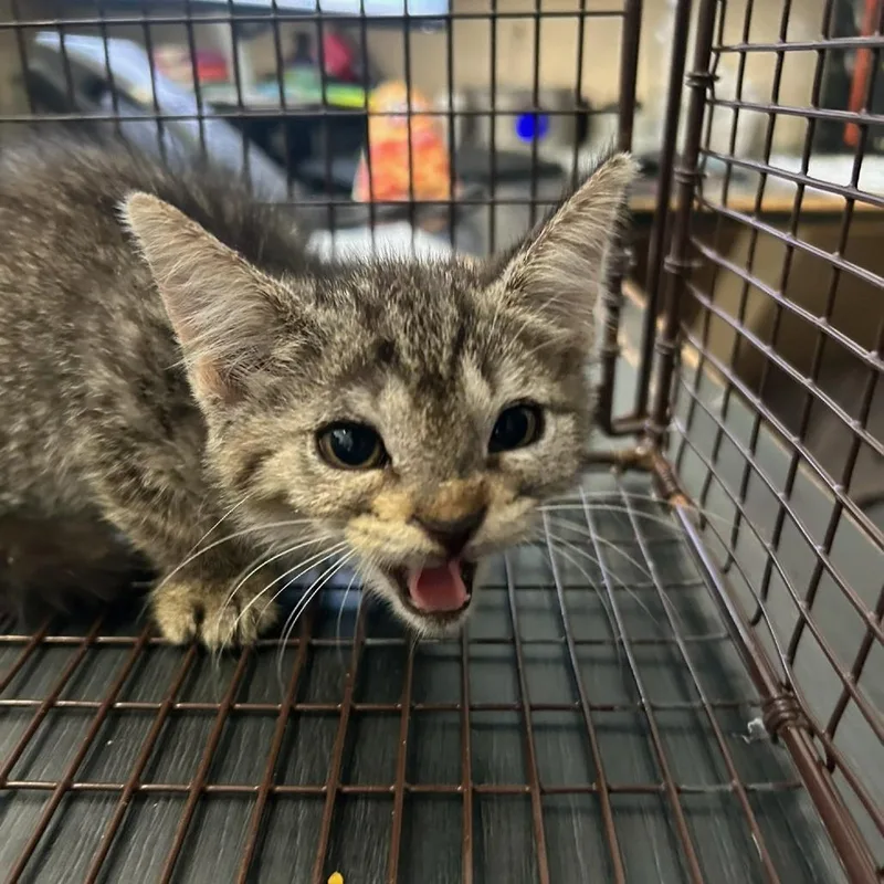 A baby small-sized female Black Domestic Short Hair cat named Dory for adoption in Lufkin, TX