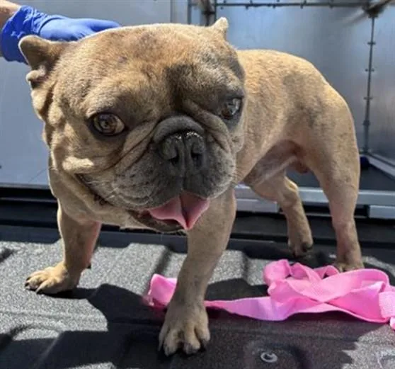 An adult small-sized male French Bulldog dog named A for adoption in Rancho Cucamonga, CA