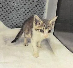 A baby small-sized female Domestic Short Hair cat named Yates for adoption in Largo, FL