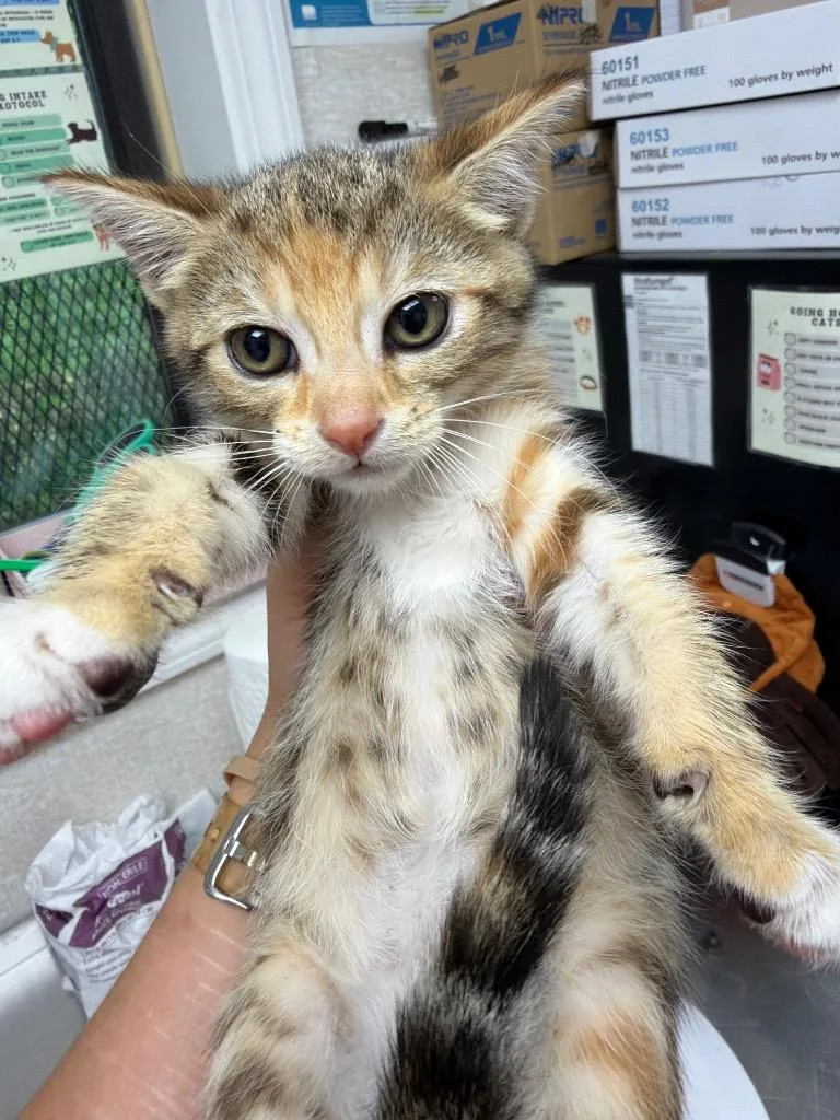 A young medium-sized female Domestic Short Hair cat named Anjolie for adoption in Pomona, NY