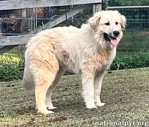 A young large-sized female White / Cream Great Pyrenees dog named Maggie Mae in AL for adoption in Beacon, NY