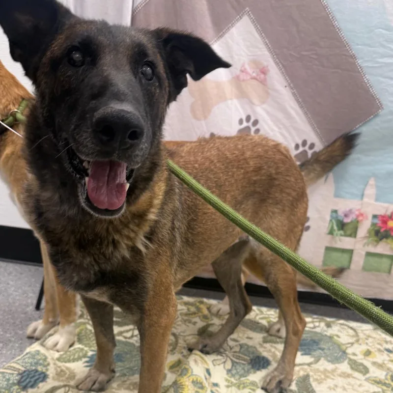 A senior large-sized female Belgian Shepherd / Malinois dog named Venus for adoption in Henderson, NV