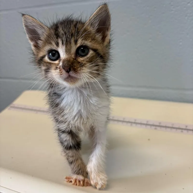 A baby small-sized female Brown / Chocolate Domestic Short Hair cat named Paw Paw Tree for adoption in Carencro, LA