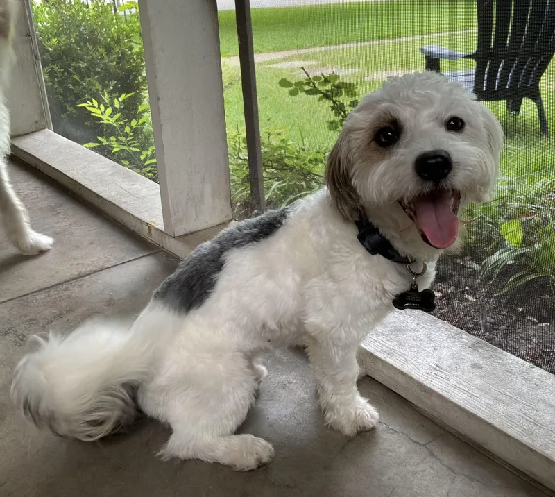 A young small-sized male White / Cream Havanese dog named Todo for adoption in Coppell, TX