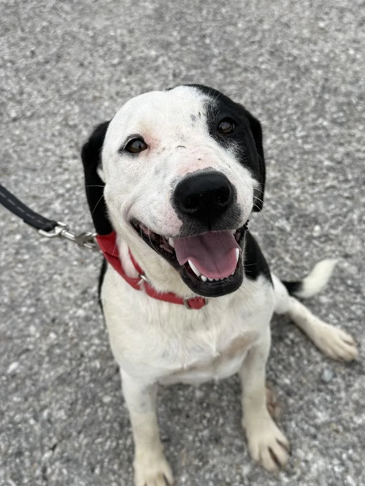A young medium-sized female Tricolor (Brown, Black, & White) Mixed Breed dog named Cova for adoption in Evansville, IN