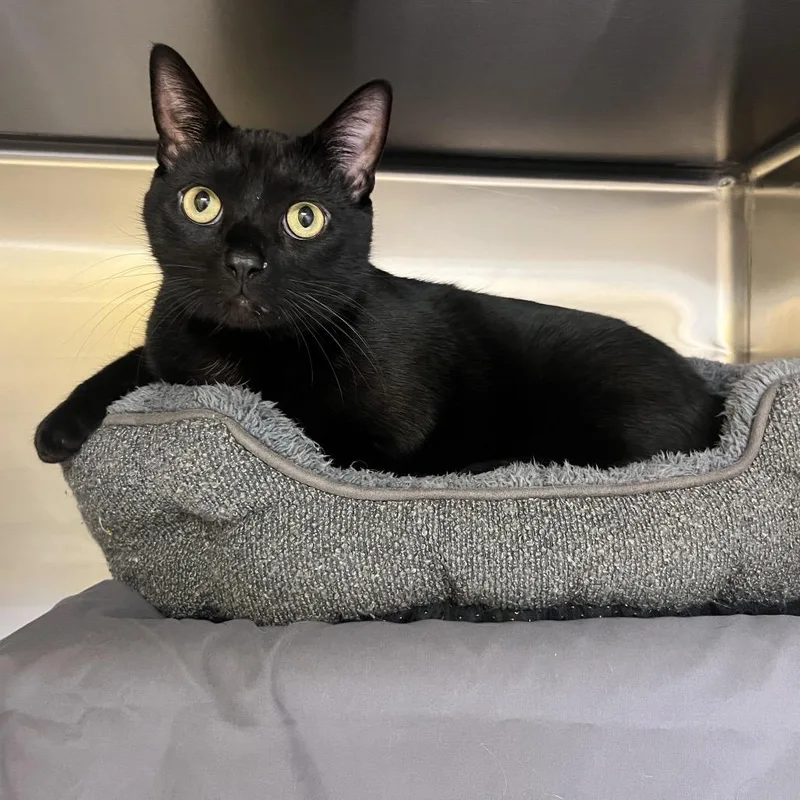 An adult large-sized male Black Domestic Short Hair cat named Swiper for adoption in Hendersonville, NC