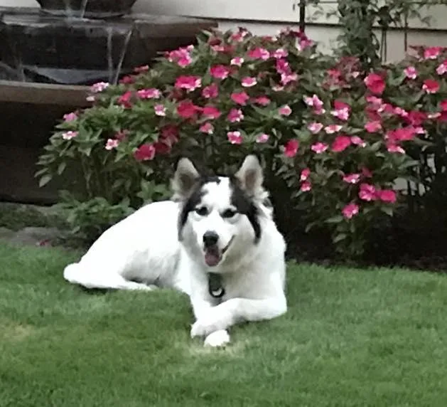 An adult medium-sized female White / Cream Alaskan Malamute dog named Callie for adoption in Little Rock, AR