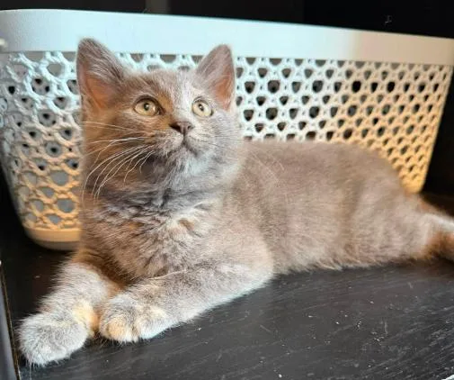 A baby medium-sized female Gray / Blue / Silver Domestic Short Hair cat named Dixie for adoption in Battle Creek, MI