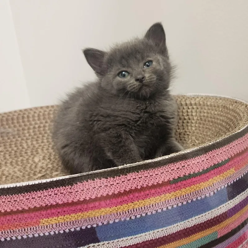 A baby small-sized male Gray / Blue / Silver Domestic Short Hair cat named Cedar for adoption in Toledo, OH