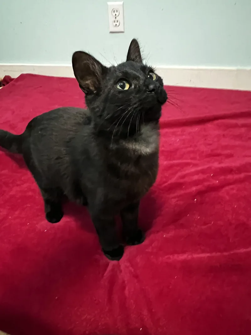 A baby medium-sized male Black Domestic Short Hair cat named Midnight for adoption in Holland, MI