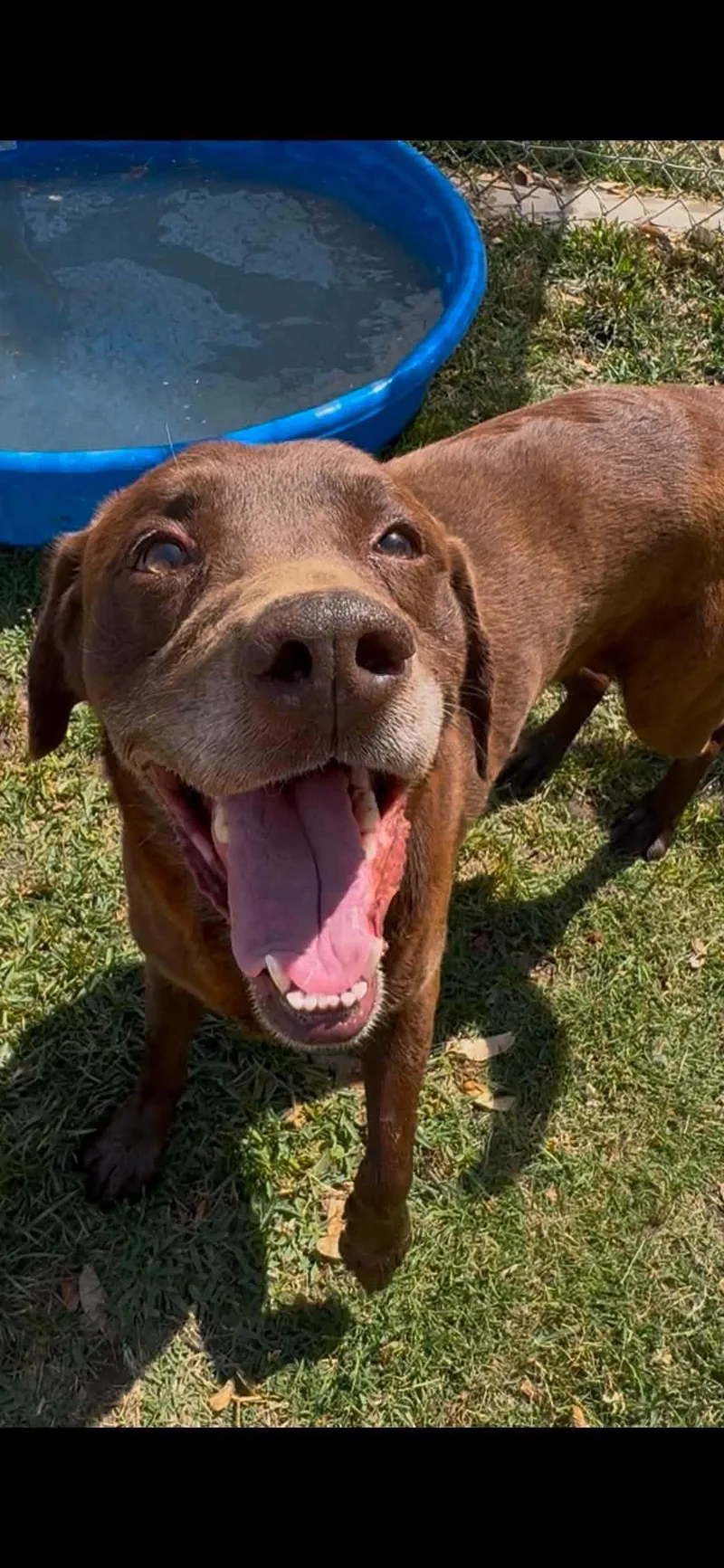 An adult large-sized male Labrador Retriever dog named Snickers for adoption in San Diego, CA