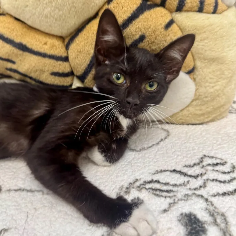 A baby small-sized female Black Domestic Short Hair cat named Penguin for adoption in Long Beach, CA