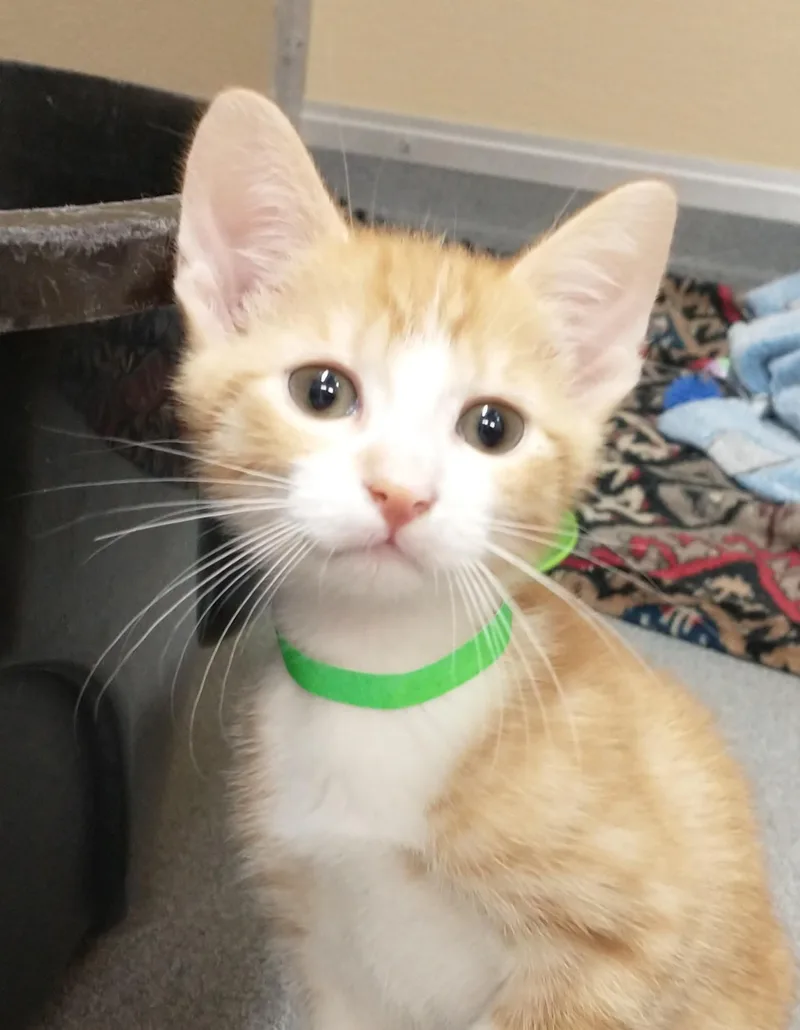 A baby medium-sized male Orange & White Domestic Short Hair cat named Kumquat for adoption in Tomah, WI