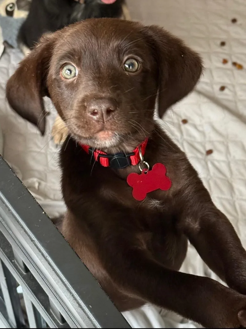A baby large-sized female Brown / Chocolate Chocolate Labrador Retriever dog named Christian Pulisic for adoption in Evergreen, CO