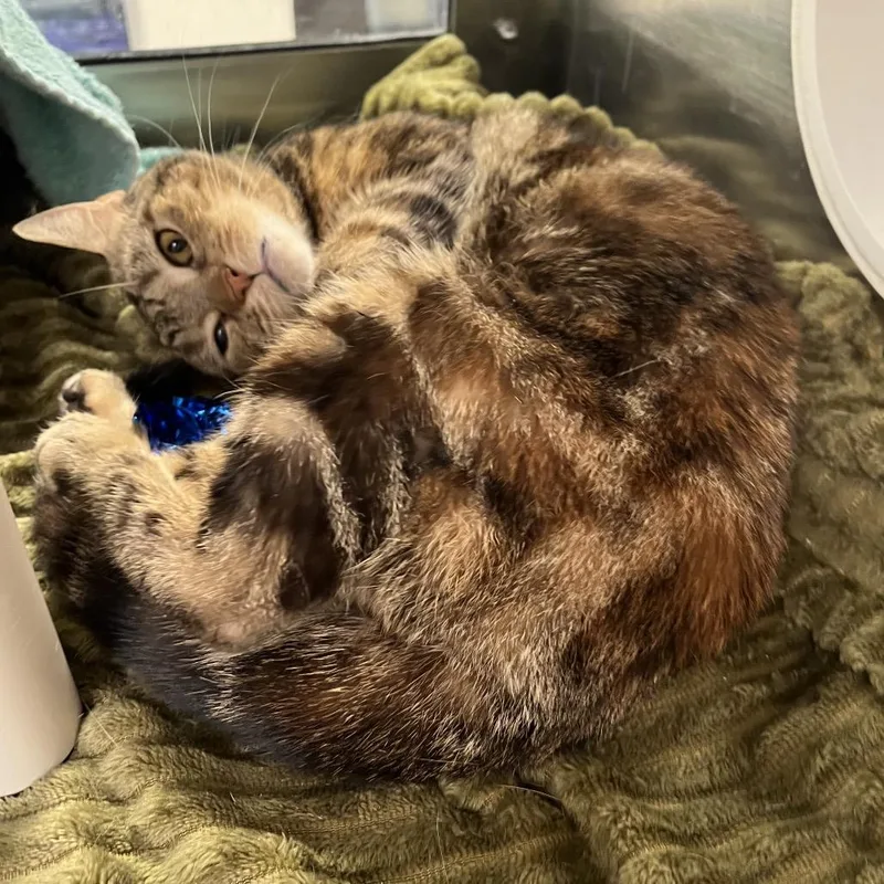 A senior medium-sized female Torbie Domestic Short Hair cat named Glenda for adoption in York, PA