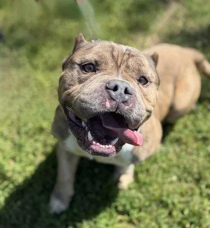 An adult medium-sized male Pit Bull Terrier dog named Leo for adoption in Midland, VA