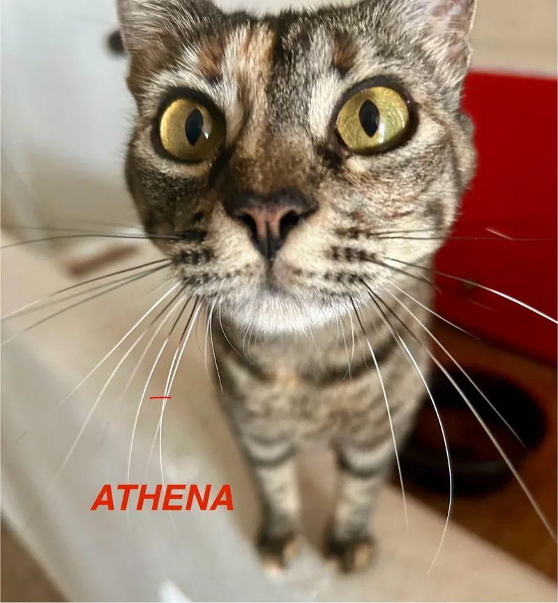 A young medium-sized female Tabby (Brown / Chocolate) Domestic Short Hair cat named Athena for adoption in New York, NY