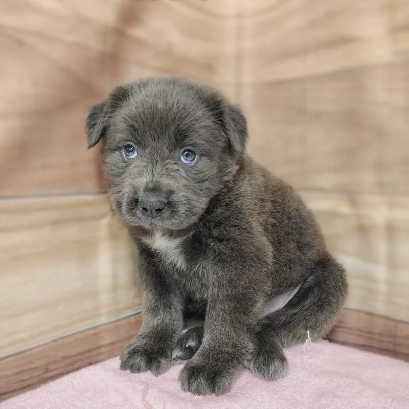 A baby medium-sized female Gray / Blue / Silver Labrador Retriever dog named Laurel for adoption in Griswold, CT