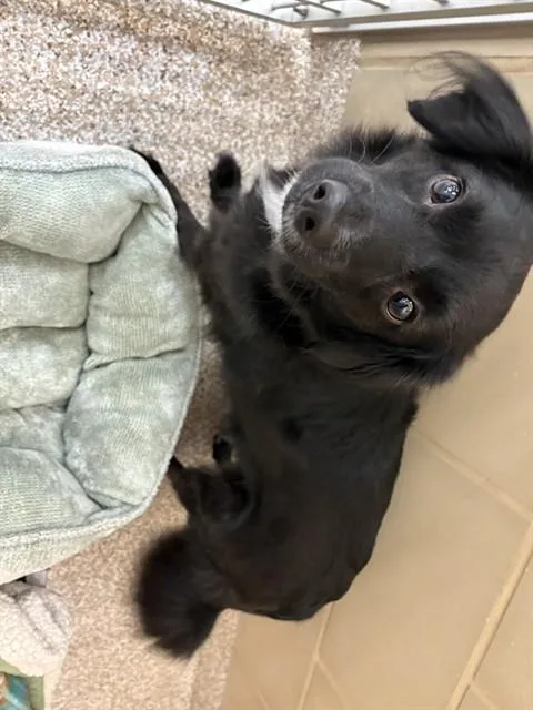 Poe