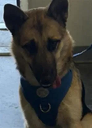 An adult large-sized male German Shepherd Dog dog named Hades for adoption in Los Angeles, CA