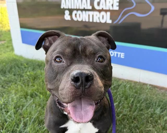 An adult large-sized male Pit Bull Terrier dog named Andy for adoption in Charlotte, NC