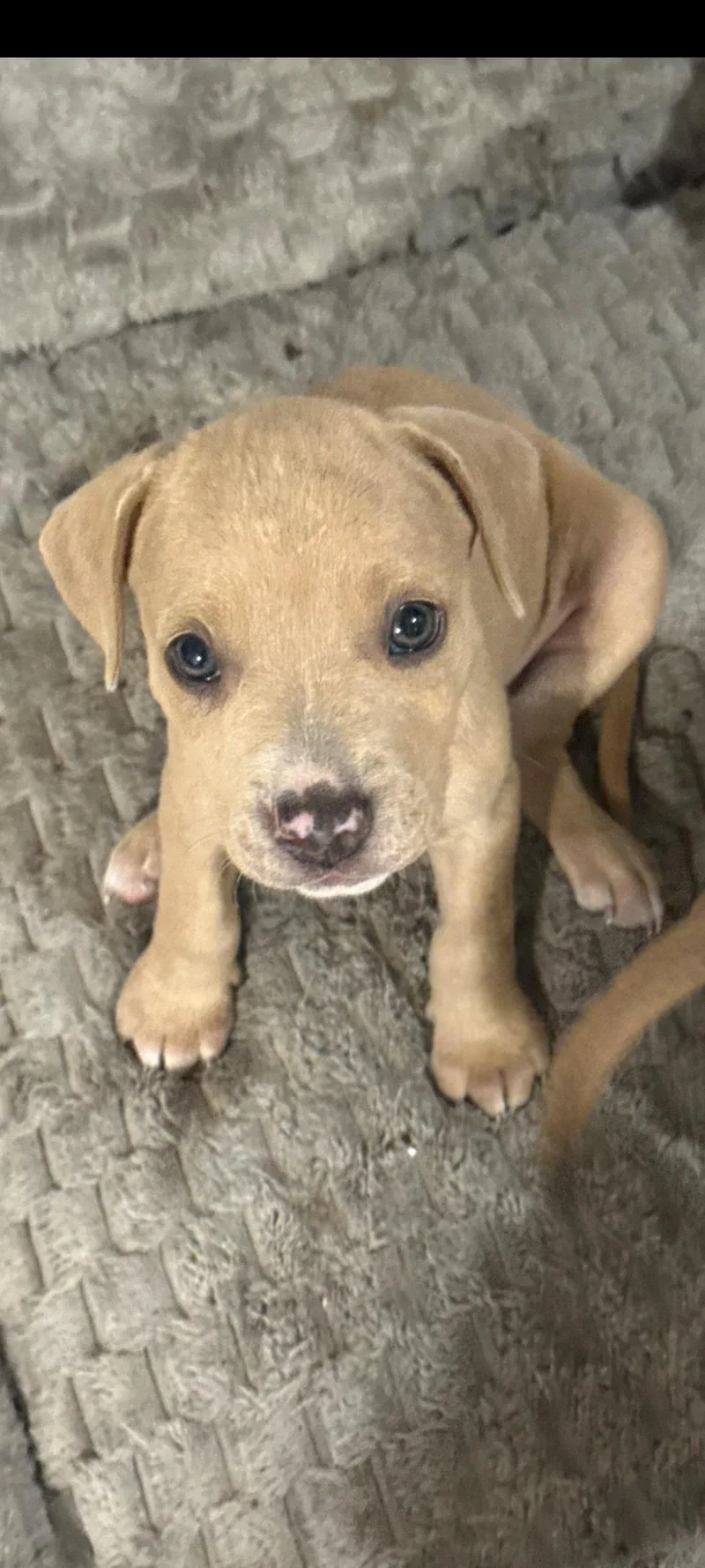 A baby large-sized male Pit Bull Terrier dog named Devlin for adoption in Sanford, FL