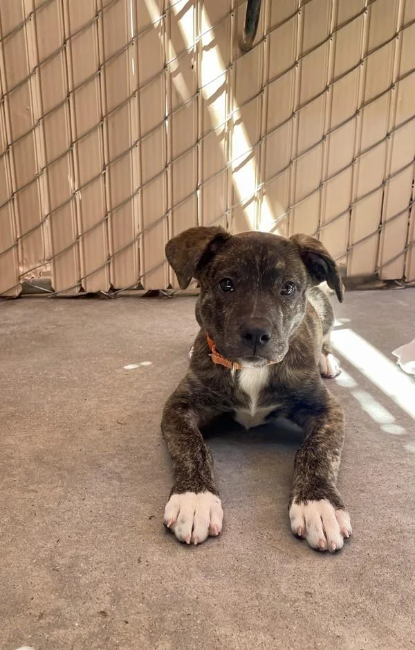 A young large-sized female Mastiff dog named Astrid for adoption in Escondido, CA