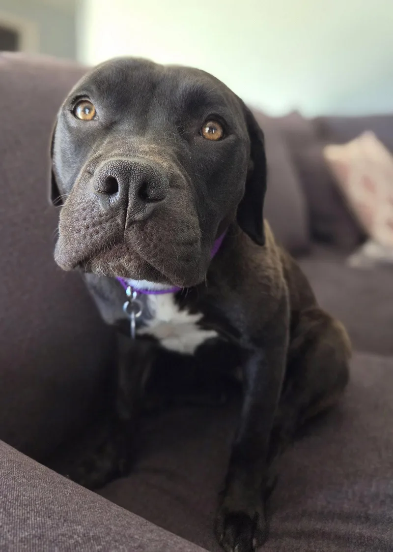 A young medium-sized female American Staffordshire Terrier dog named Junebug for adoption in Livonia, MI