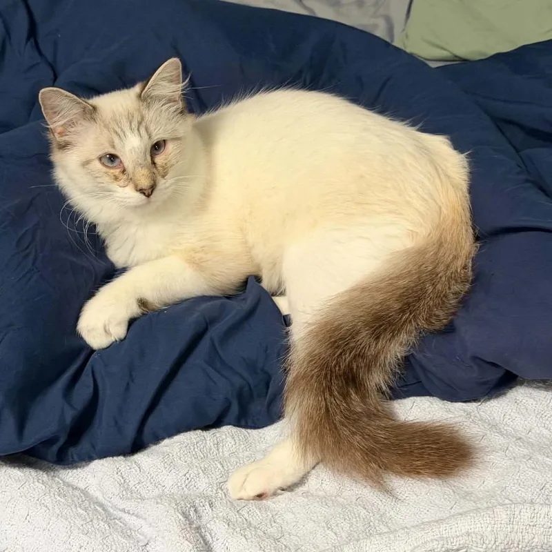 A young small-sized male Siamese cat named Charlie for adoption in mount vernon, AR