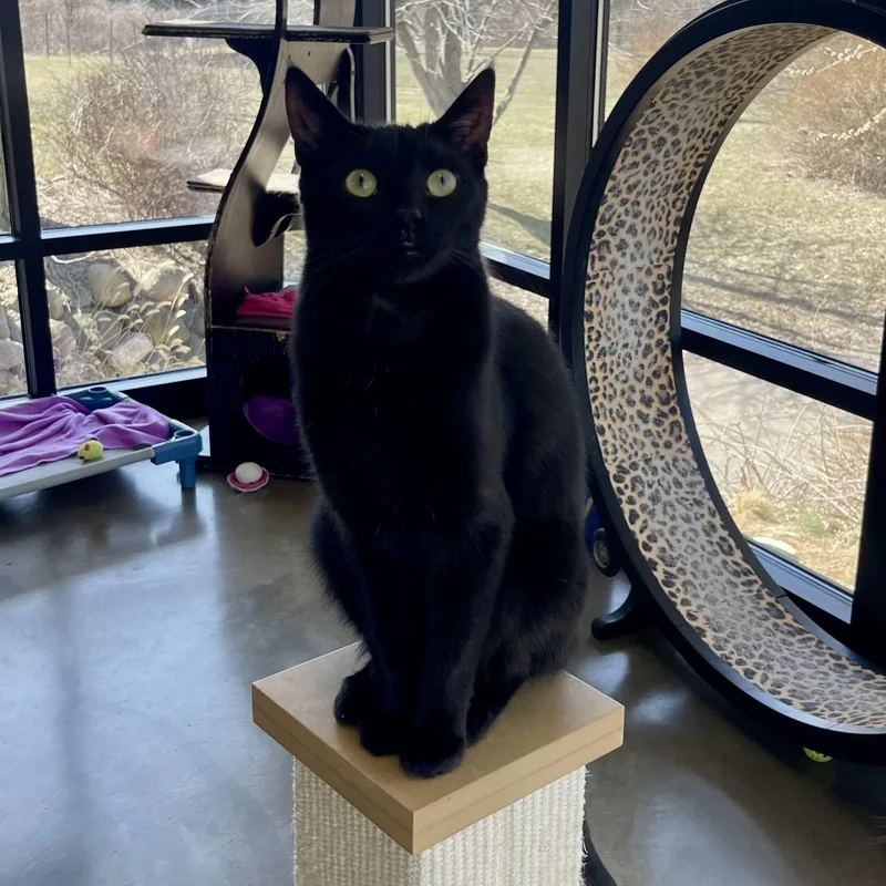 An adult medium-sized male Black Domestic Short Hair cat named Silas for adoption in Battle Creek, MI