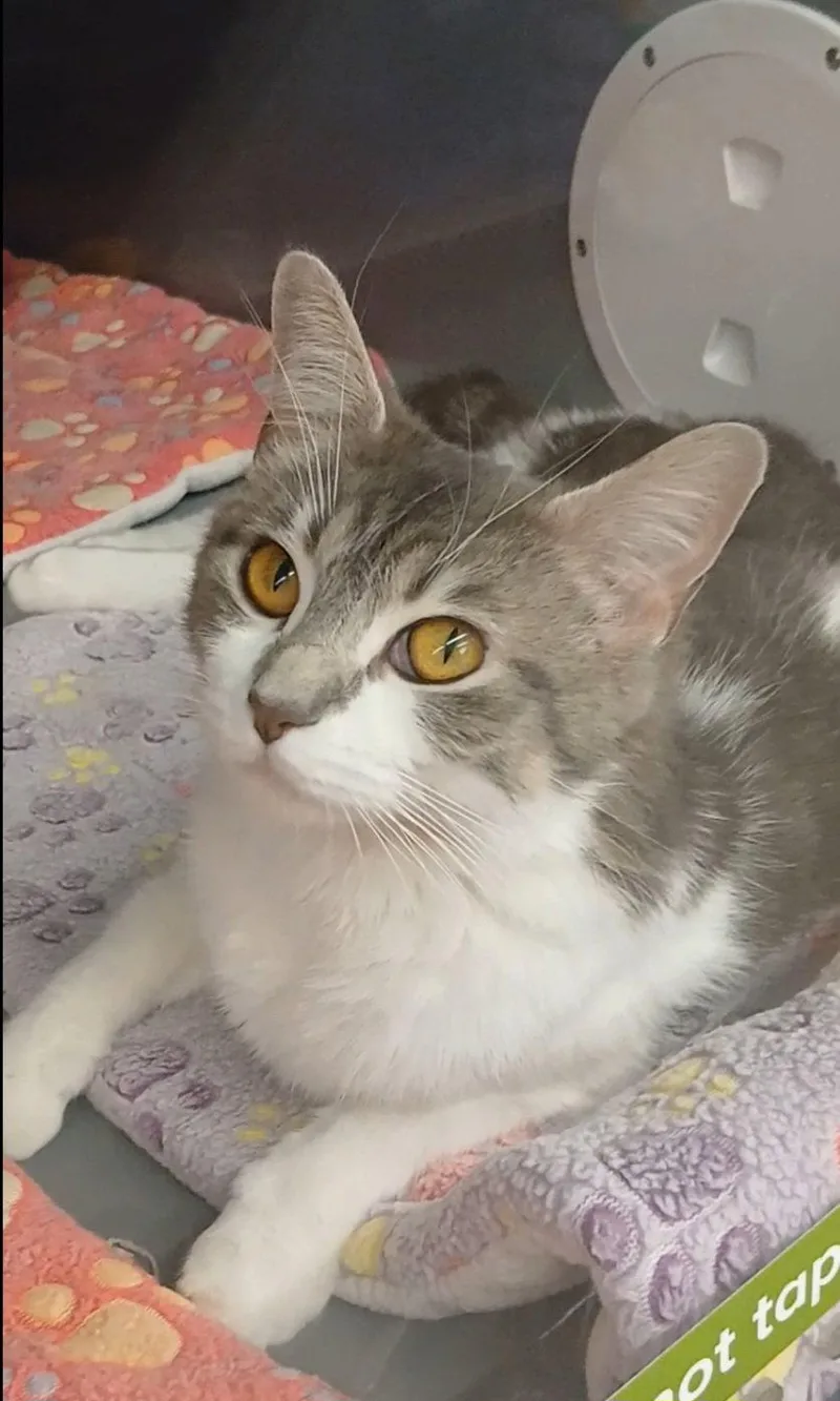 Tiger Eyes