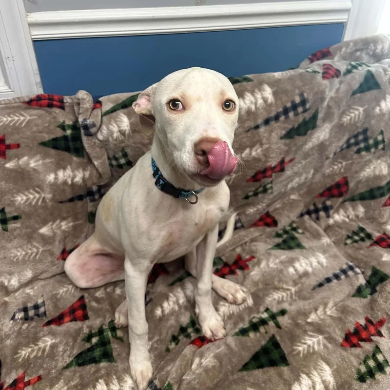 A young medium-sized male White / Cream Mixed Breed dog named Zero for adoption in Sunderland, MD