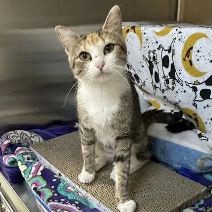 An adult medium-sized female Domestic Short Hair cat named Chimney for adoption in Merriam, KS