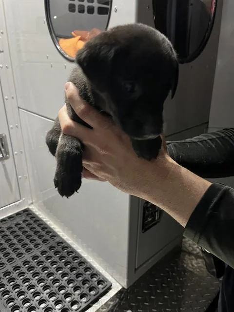 A baby small-sized male German Shepherd Dog dog named Shade for adoption in Miami, FL