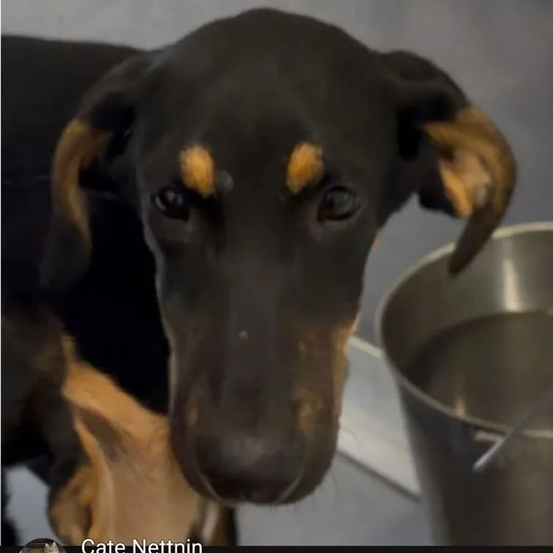 A young medium-sized female Black Mixed Breed dog named Paris for adoption in Alexandria, VA