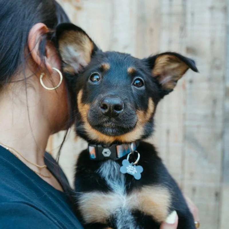 A baby medium-sized male Australian Cattle Dog / Blue Heeler dog named Marina for adoption in Jackson, WY