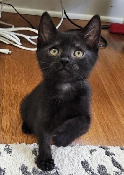 A baby small-sized male Black Domestic Short Hair cat named Jet for adoption in Kansas City, MO
