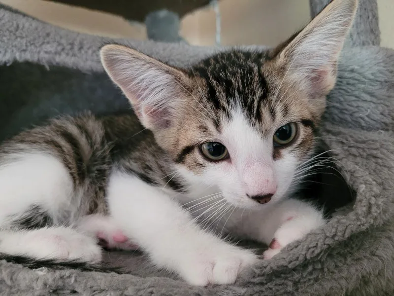 A baby medium-sized male Domestic Short Hair cat named Bbq for adoption in Logan, UT