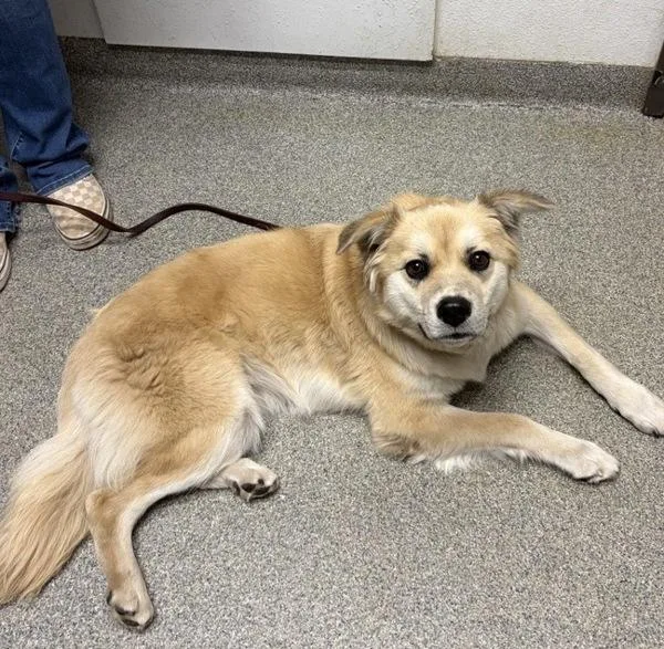 A young medium-sized female Terrier dog named Ice Tea for adoption in El Cajon, CA