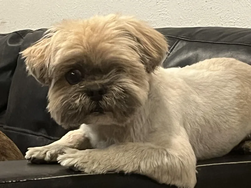 An adult small-sized male White / Cream Shih Tzu dog named Chewie for adoption in Longmont, CO