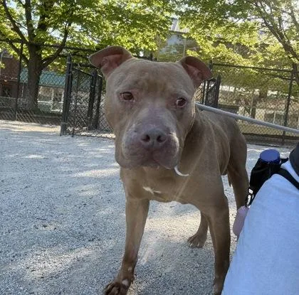 A senior large-sized male Pit Bull Terrier dog named Bobo for adoption in Philadelphia, PA