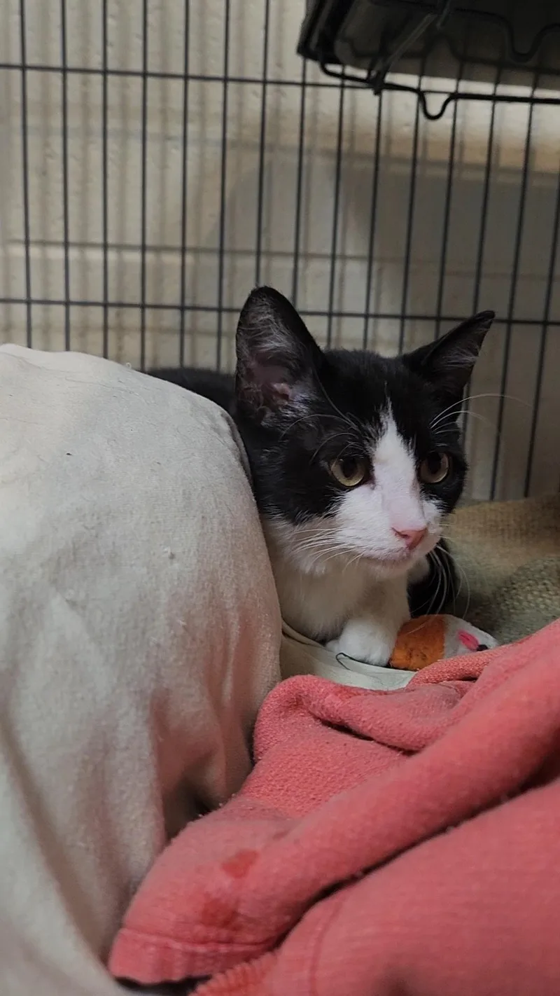 A baby medium-sized male Black & White / Tuxedo Domestic Short Hair cat named Sir Purr for adoption in Charleston, SC