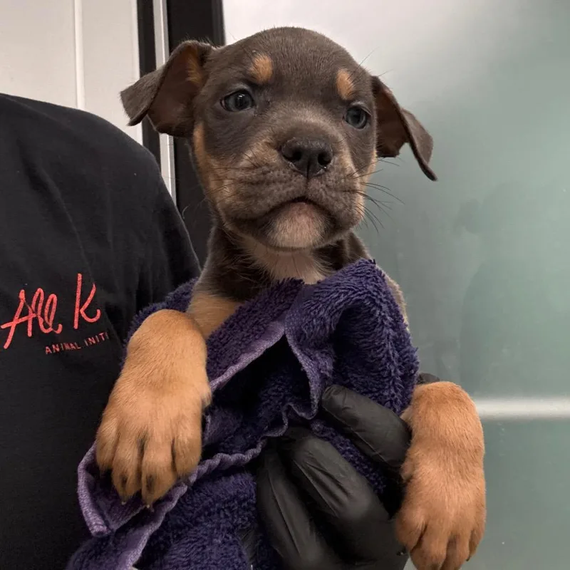 A baby small-sized male Gray / Blue / Silver Terrier dog named Smalls for adoption in Abilene, TX
