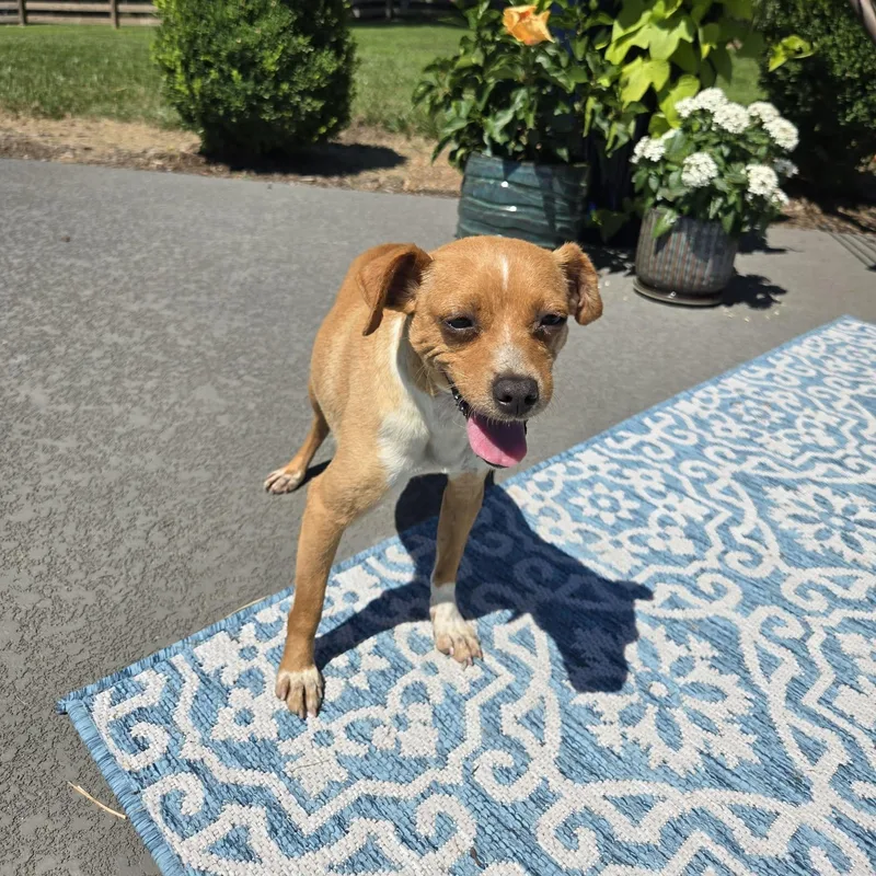 Penny