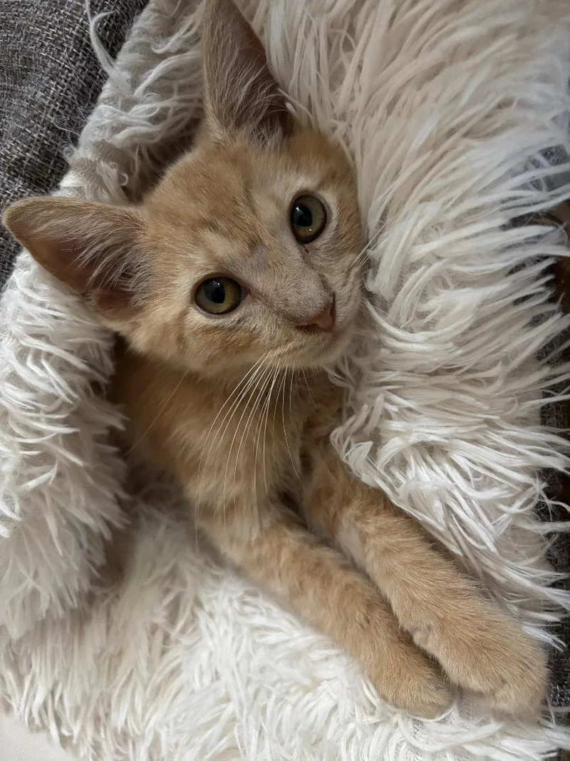 A baby medium-sized male Tabby cat named Ferguson for adoption in MONTGOMERY, TX