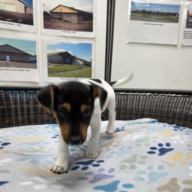 A baby small-sized female Tricolor (Brown, Black, & White) Beagle dog named Stacey for adoption in Neillsville, WI